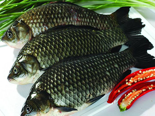 鯽魚(yú)